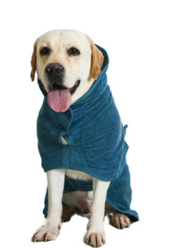 Labrador sitting in the blue bathrobe