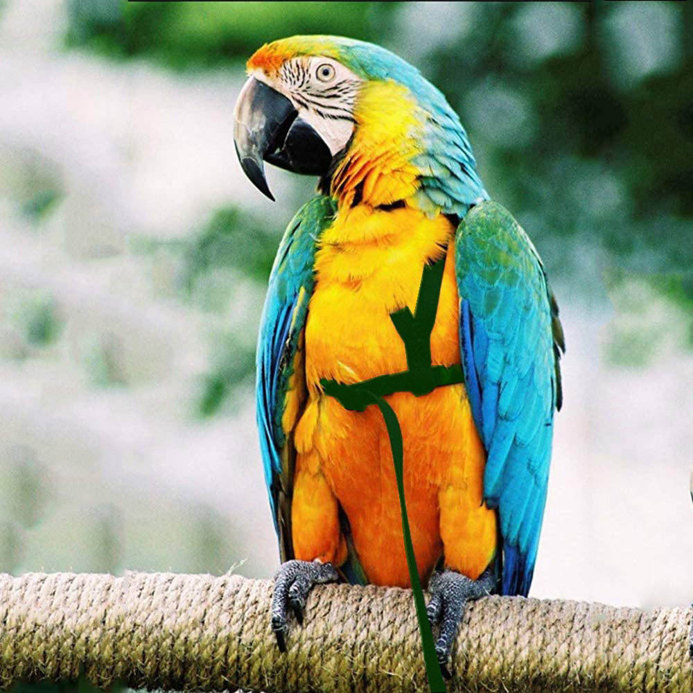 Blue and gold macaw wearing the green harness outdoors