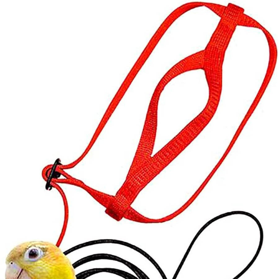 Red harness and leash set laid out on white