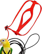 Red harness with its long leash coiled beside it