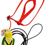 Red harness and coiled leash with a caique alongside