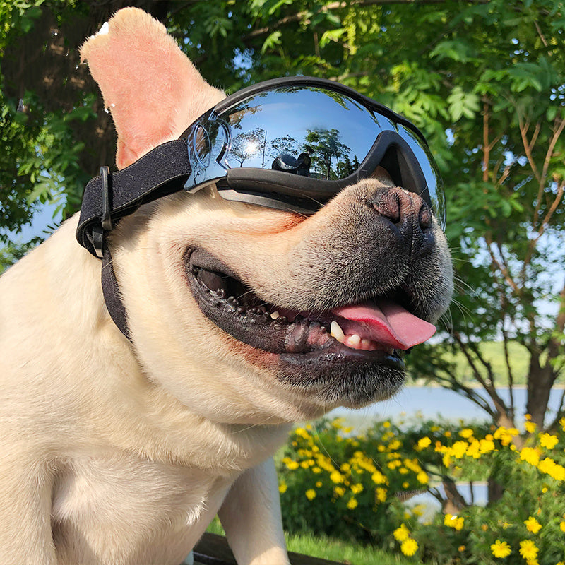 Adjustable Windproof Dog Goggles with ABS Frame and Coated Lenses for Small and Large Breeds