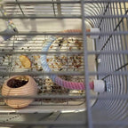 Rope perch fitted across a cage beside a seed pot