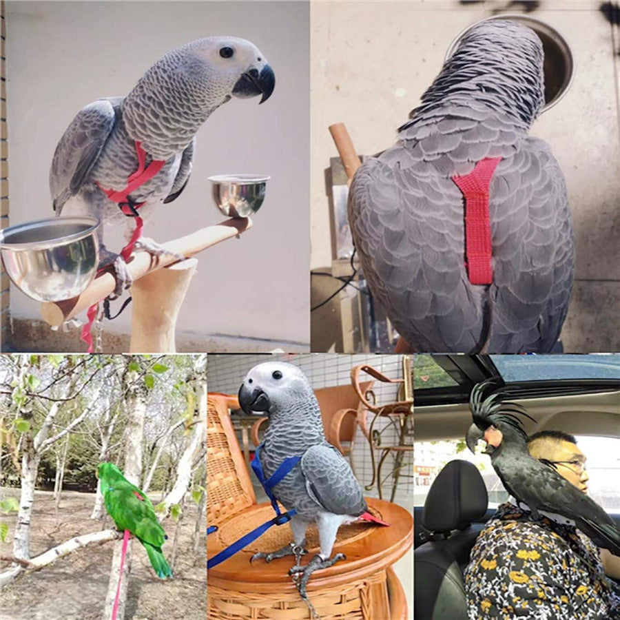 Parrot Harness and Leash Set with Adjustable Figure-Eight Strap and Bite-Resistant Metal Chain