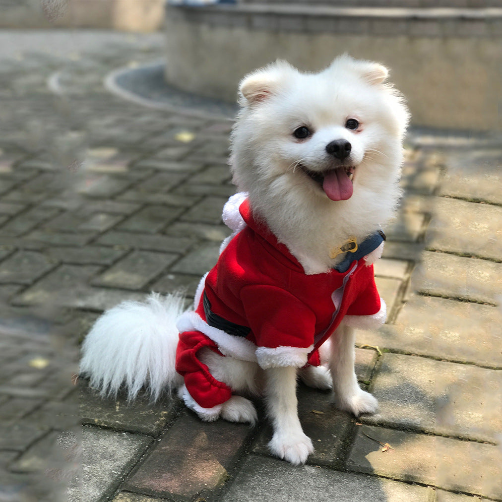 White pomeranian wearing the Santa outfit outdoors