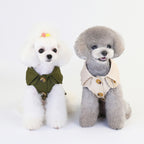 Two bichons in the olive and cream coats, front view