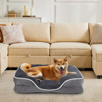 Shiba inu on the grey bed beside a sofa