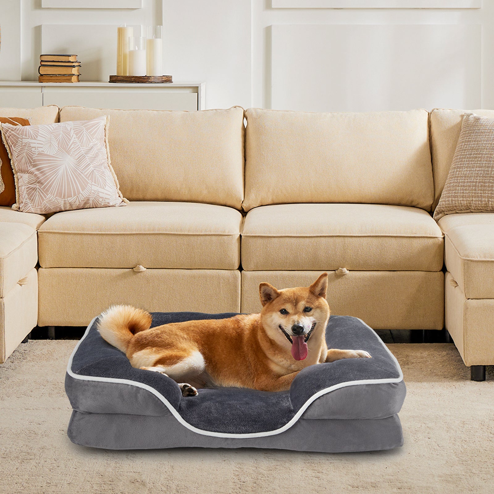Shiba inu on the grey bed beside a sofa