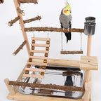 Cockatiel standing on the playstand beside the feed cups
