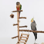 Two cockatiels perched on the wooden climbing stand