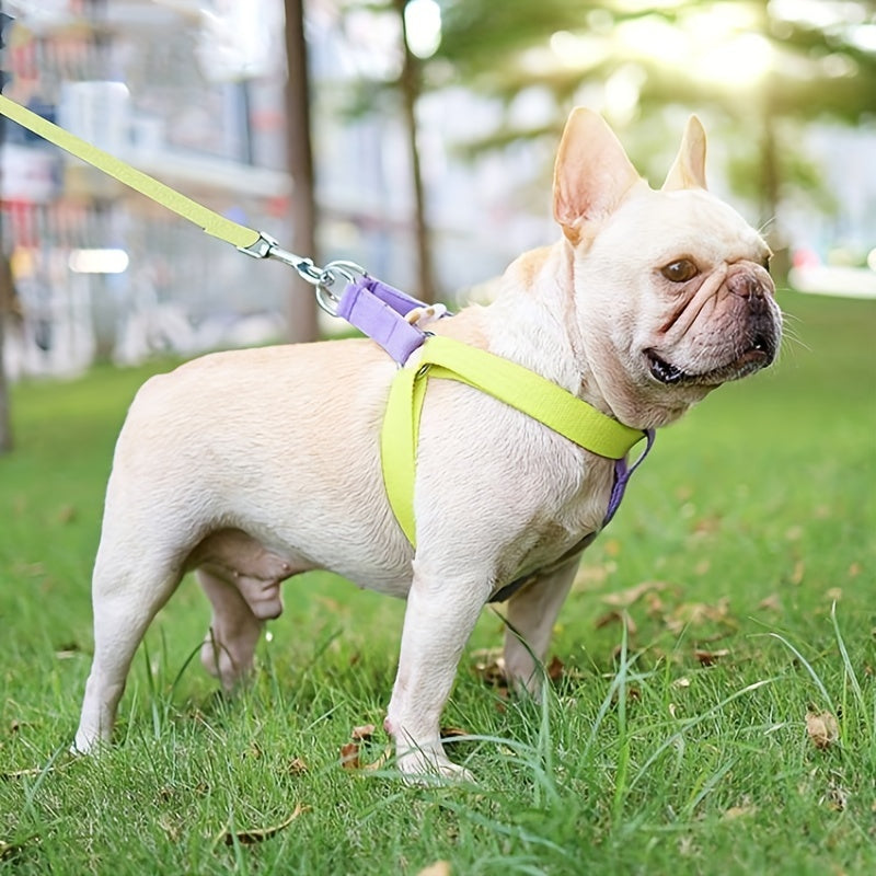 French bulldog on grass wearing the yellow and purple harness