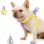 French bulldog standing in the yellow and purple harness