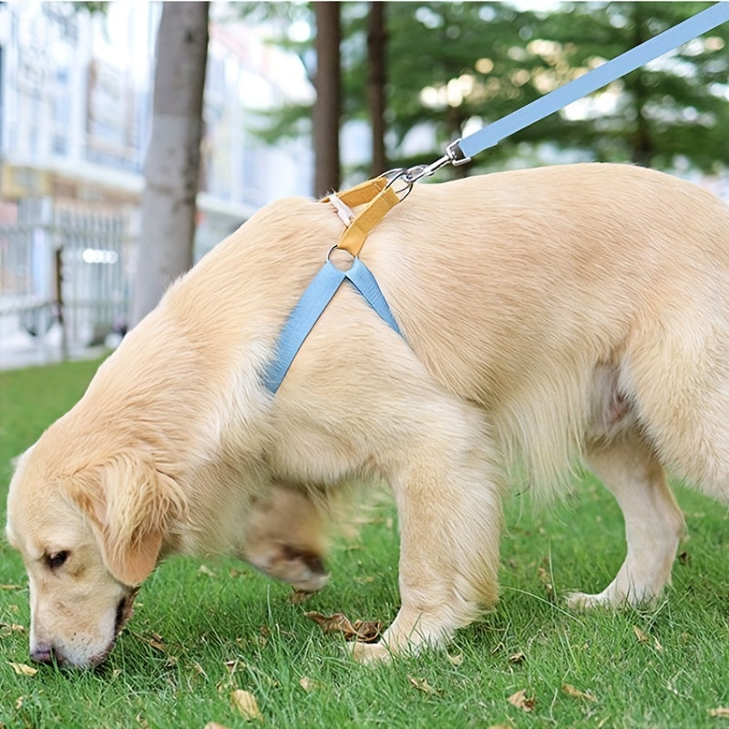 Golden retriever sniffing grass in the blue harness