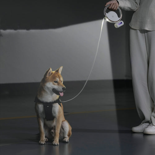 Shiba inu on the lead in a dark studio, person standing behind