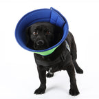 Black labrador wearing the blue padded recovery cone