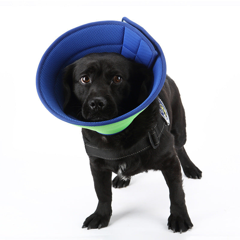 Black labrador wearing the blue padded recovery cone