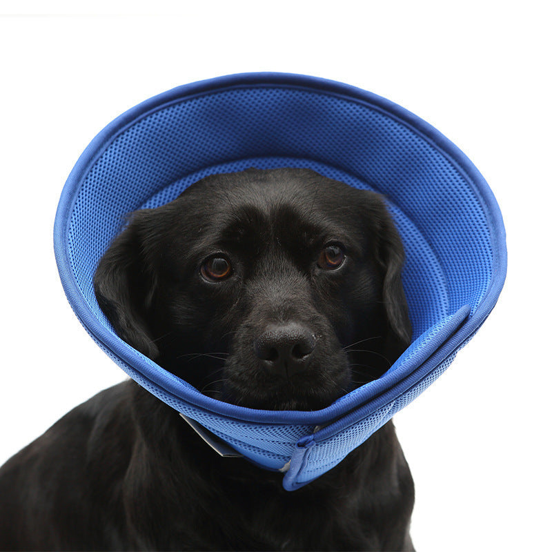 Close-up of a black labrador in the blue recovery cone