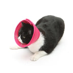 Black and white cat wearing the pink recovery cone