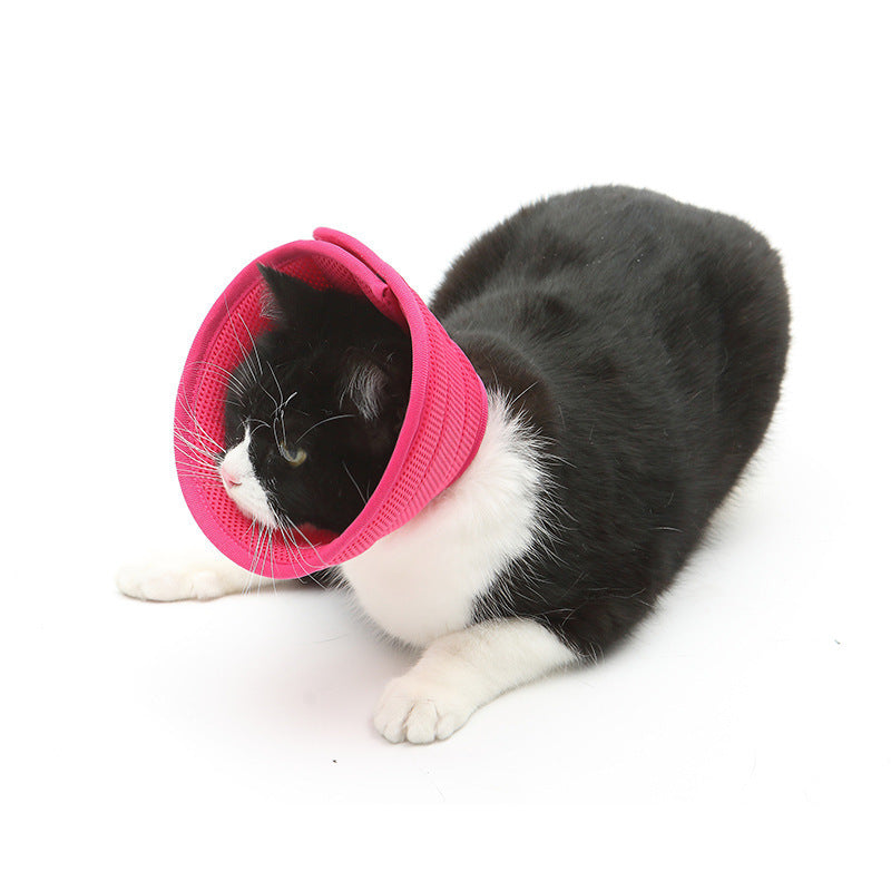 Black and white cat wearing the pink recovery cone
