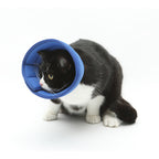 Black and white cat wearing the blue recovery cone