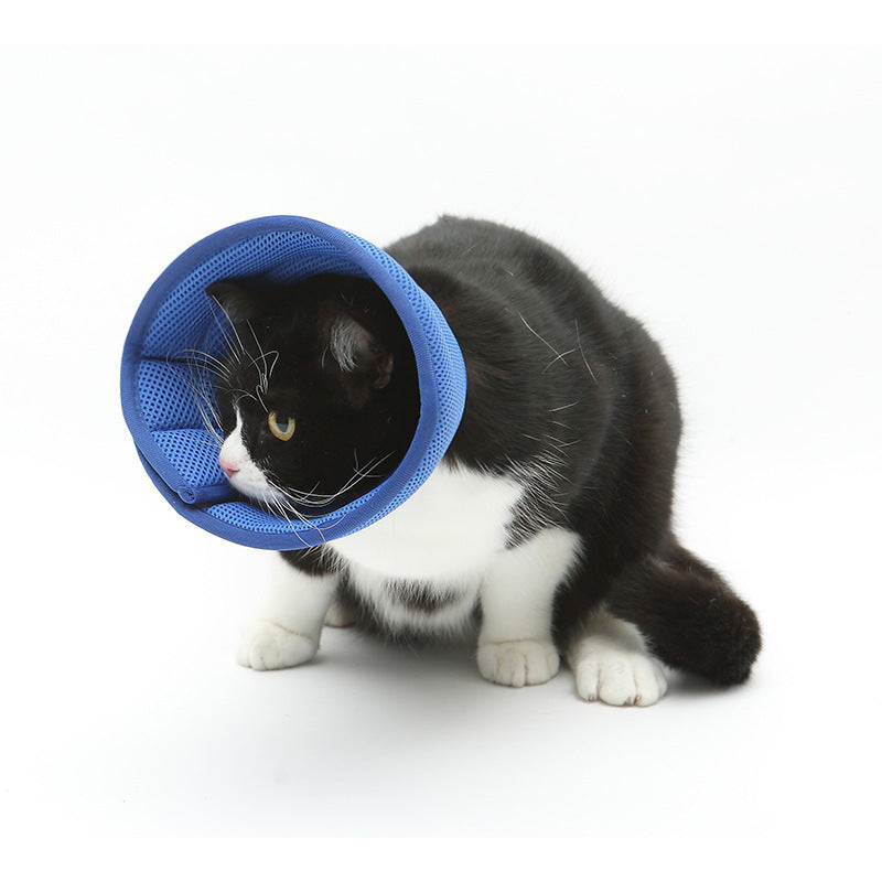 Black and white cat wearing the blue recovery cone