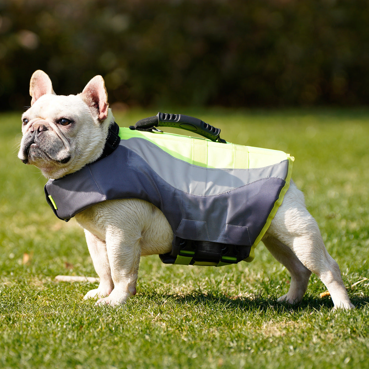 French bulldog in the grey and green life jacket on grass