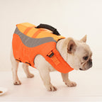 French bulldog wearing the orange reflective life jacket