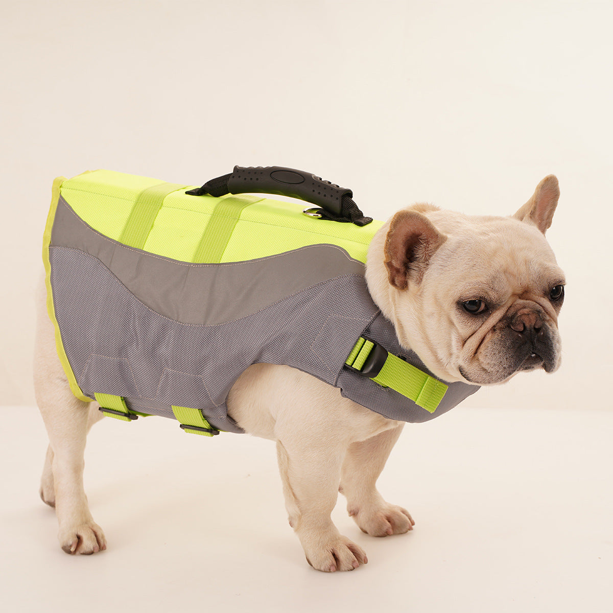 French bulldog wearing the grey and green life jacket