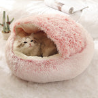 Pink shell nest with two kittens tucked inside