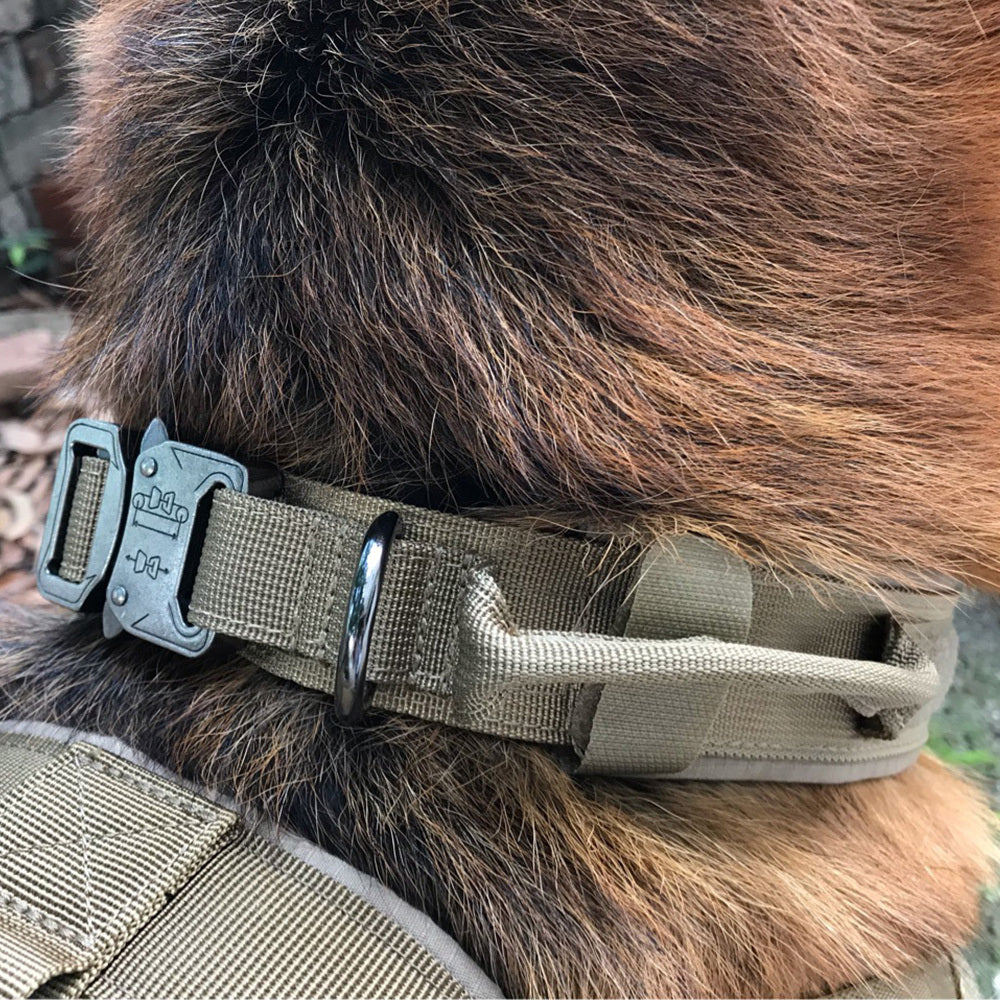 Close-up of the collar buckled on a dog's neck fur