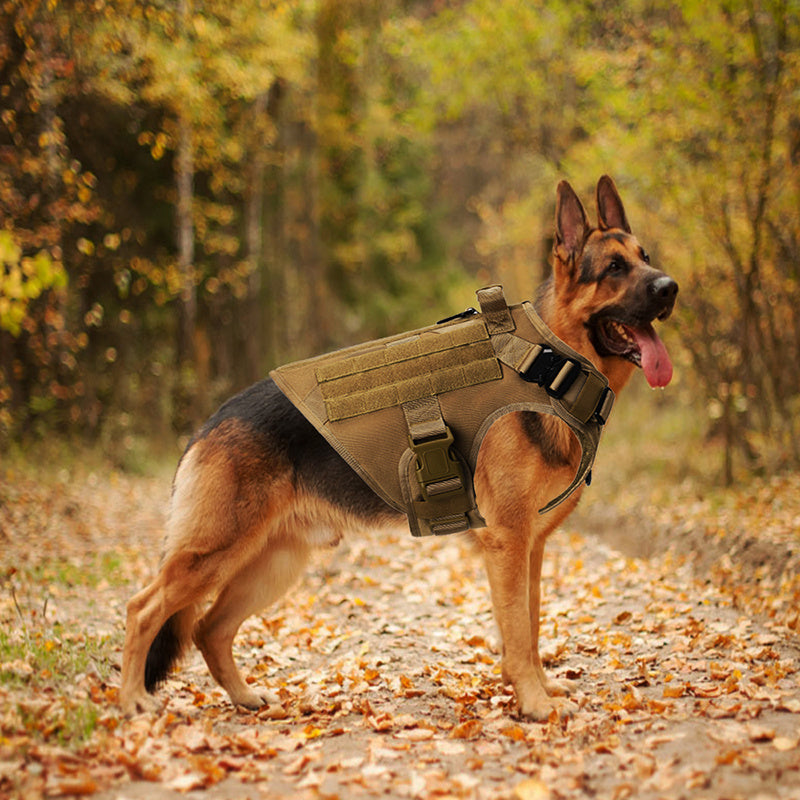 German shepherd wearing the khaki vest among autumn leaves