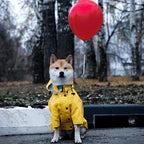 Shiba inu in the yellow raincoat holding a red balloon
