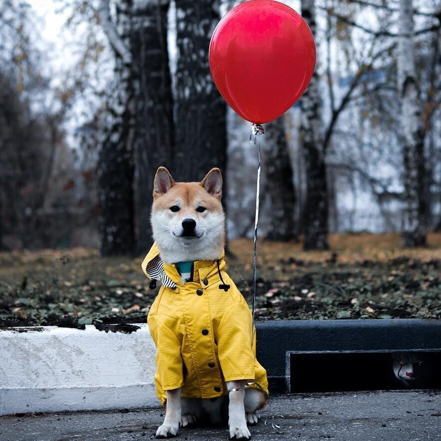 Shiba inu in the yellow raincoat holding a red balloon
