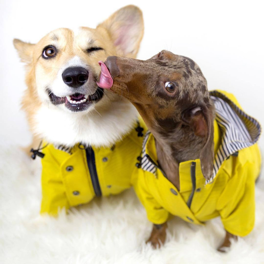 Corgi and dachshund together in yellow raincoats