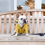 French bulldog in the raincoat beside a wooden fence