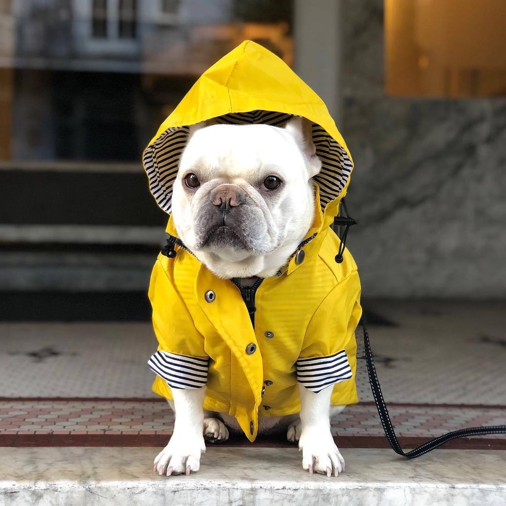French bulldog in the raincoat sitting on a step