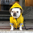 French bulldog in the raincoat sitting on a step