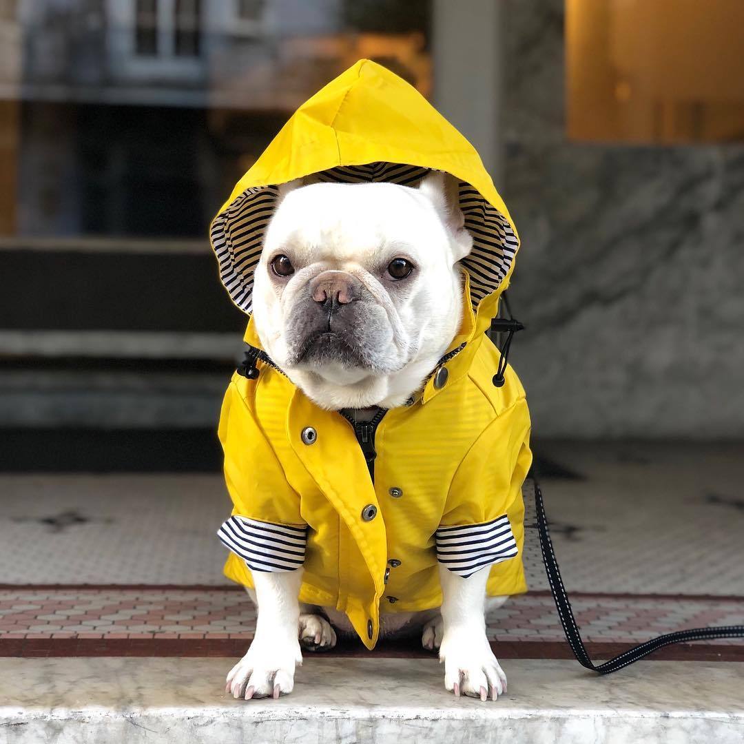 French bulldog in the raincoat sitting on a step