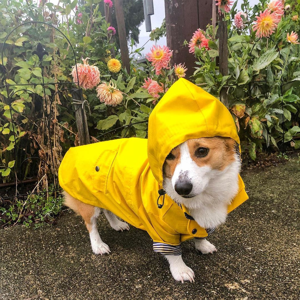 Corgi in the yellow raincoat among garden flowers