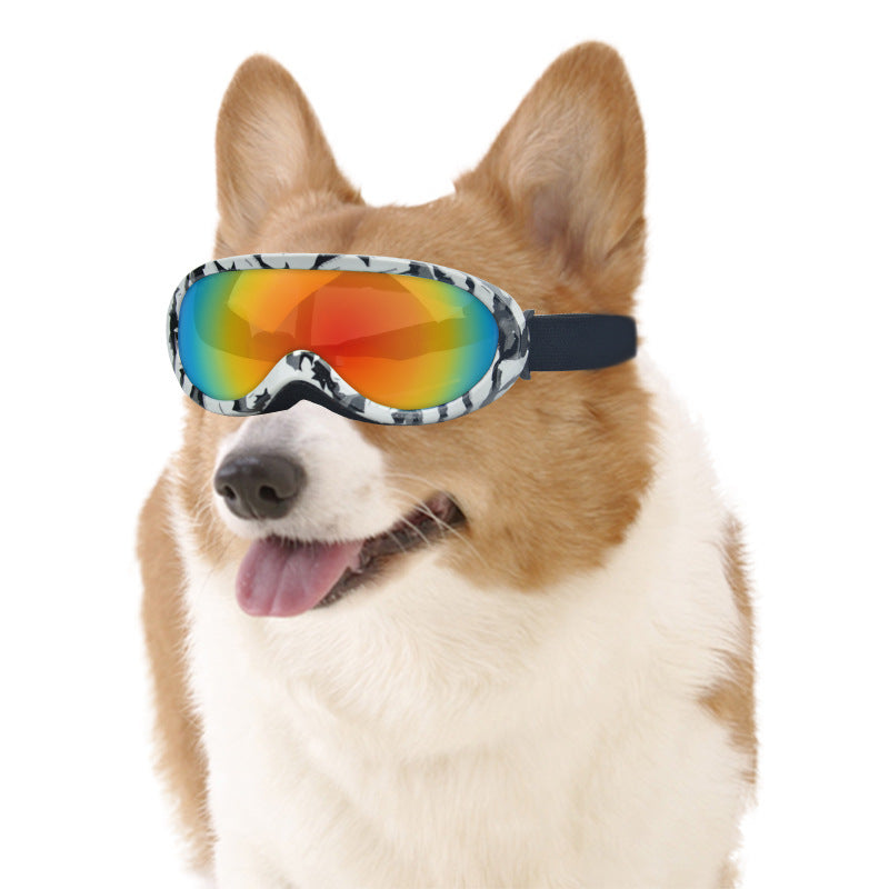 Corgi wearing the patterned goggles, front view